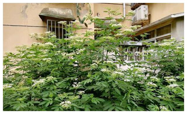 打得地上爬只怕八棱麻八棱麻是什么真那么厉害吗