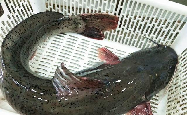 它被称"淡水鱼之王",看外表总被误认是鲶鱼,吃货才懂它的鲜美