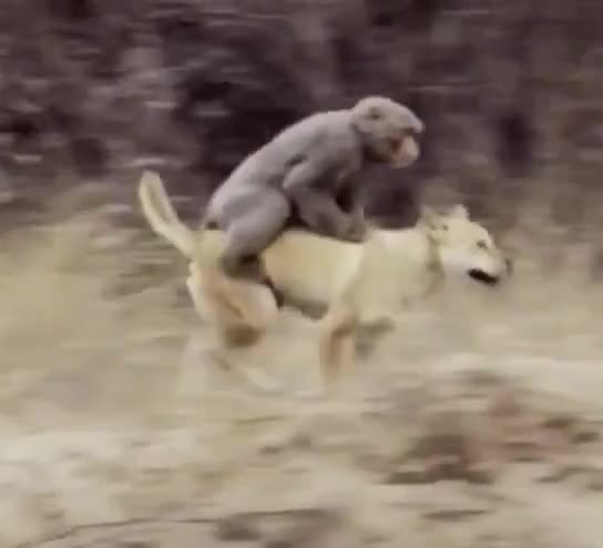 狗子居然给猴子耍了