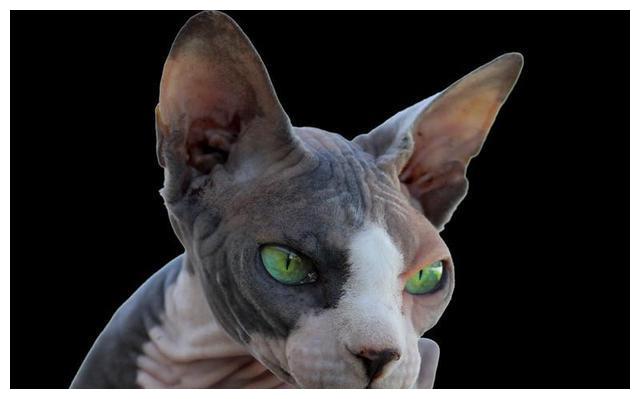 盘点世界五大丑猫有人觉得可爱根本无法接受