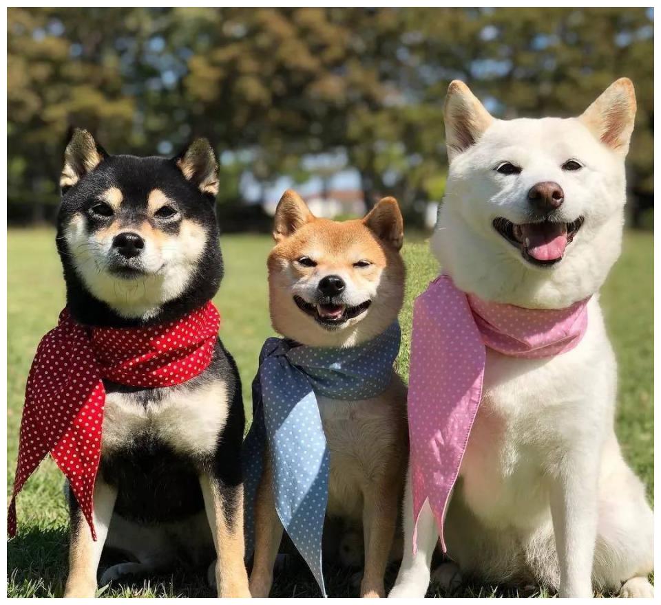 柴犬有几种颜色?胡麻色的柴柴太帅啦