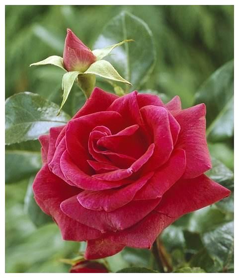 12月份桃花朵朵开 月老相助 喜获良缘 获真爱的四大生肖 月老 生肖 真爱 新浪新闻