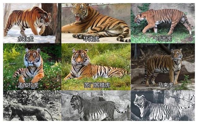 东北虎也怕冷镜头无意间拍下20几只老虎抱团取暖的画面