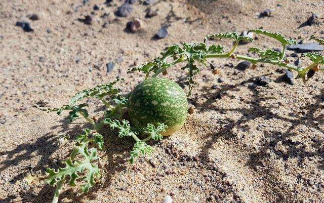 这种西瓜学名叫药西瓜,也有人称药葫芦.