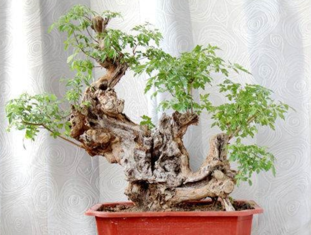 黄荆盆景怎么养护做好这几点长得枝繁叶茂