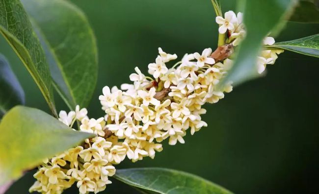 满陇桂雨 名满杭城 除了赏桂花 可别忘了品尝这些桂花美食 满陇桂雨 名满杭城 除了赏桂花 可别忘了品尝这些桂花美食
