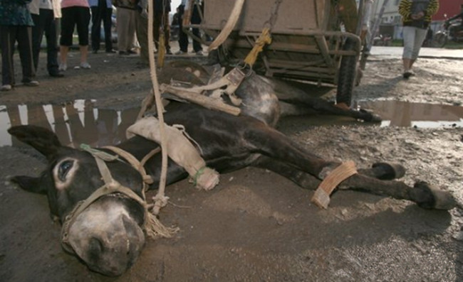 农村大叔家里的驴子无故死亡,剖开后发现死因,还带来意外之财