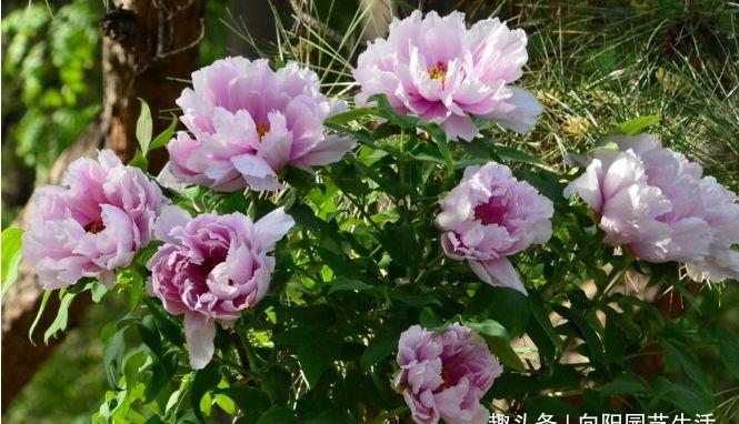 牡丹中的精品缠枝牡丹花花朵大适合家养花期超长能开三个月