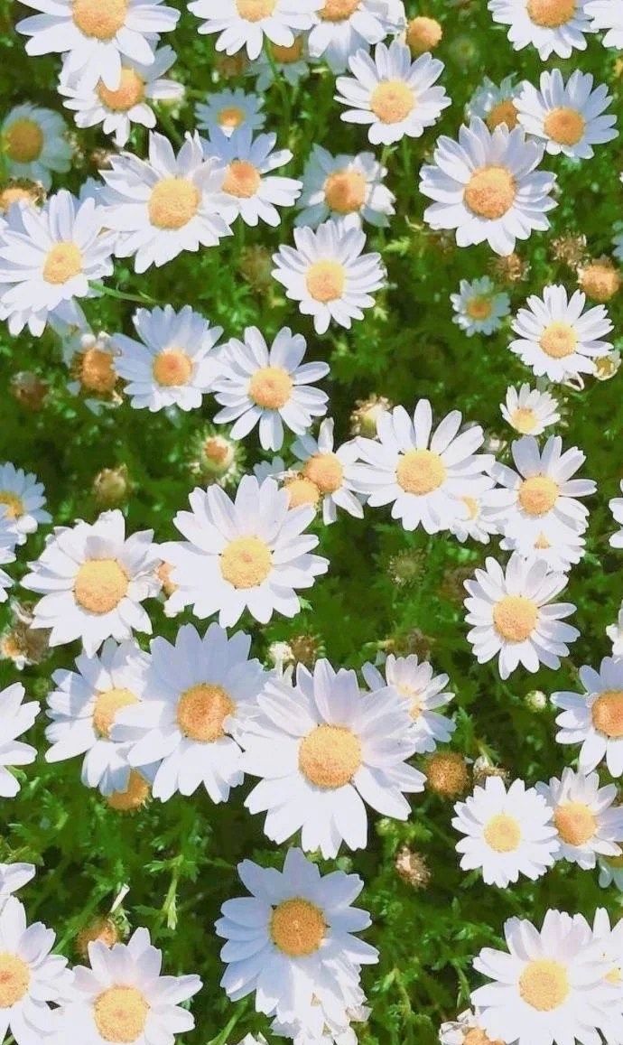 ins风小雏菊壁纸