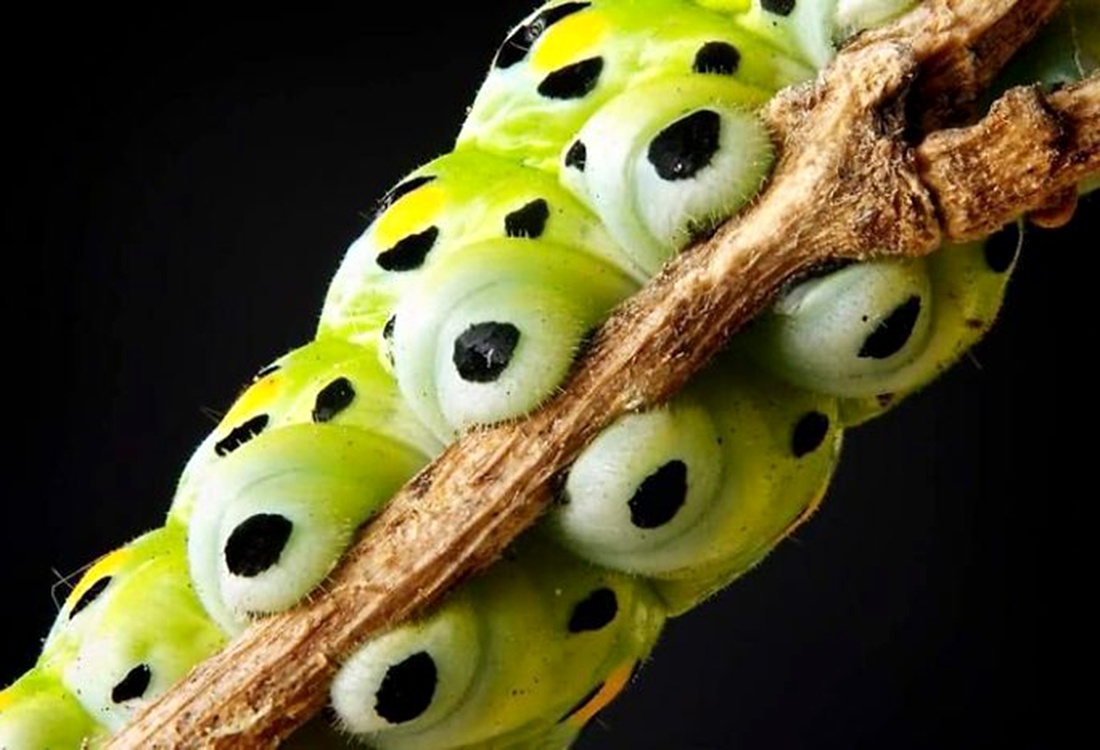 镜头下的虫生百态这组毛毛虫照居然还很有艺术