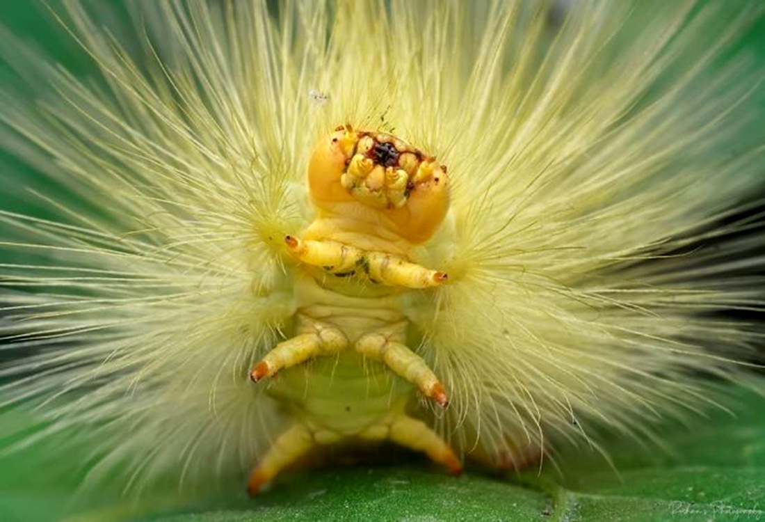 macadam最近向外界透露了一些有关毛毛虫脚的秘密