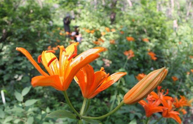 青岛百合:德国人发现的中国濒危植物,香艳脱俗还能润肺!休闲区蓝鸢梦想 - Www.slyday.coM 青岛百合:德国人发现的中国濒危植物,香艳脱俗还能润肺!休闲区蓝鸢梦想 - Www.slyday.coM