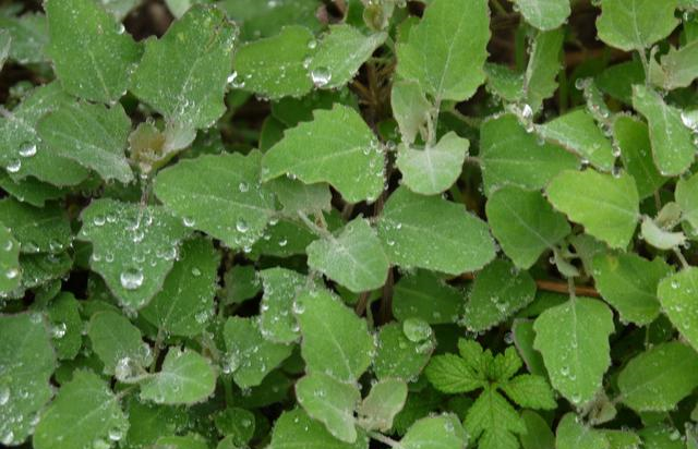 这野草，路边常见，钙含量是牛奶的3倍，却被误认为有毒，可惜了休闲区蓝鸢梦想 - Www.slyday.coM