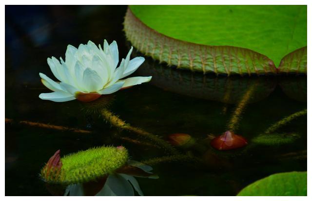 冬荷 冬荷最新消息 新闻 图片 视频 聚合阅读 新浪网