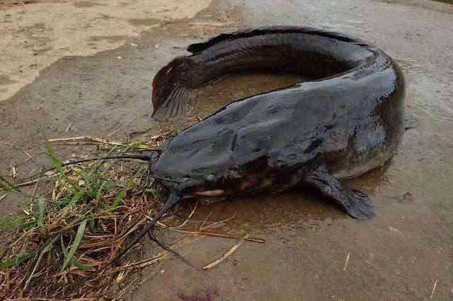 日本奇葩男子在臭水溝裡釣起巨型鯰魚,做出的魚肉奇臭無比