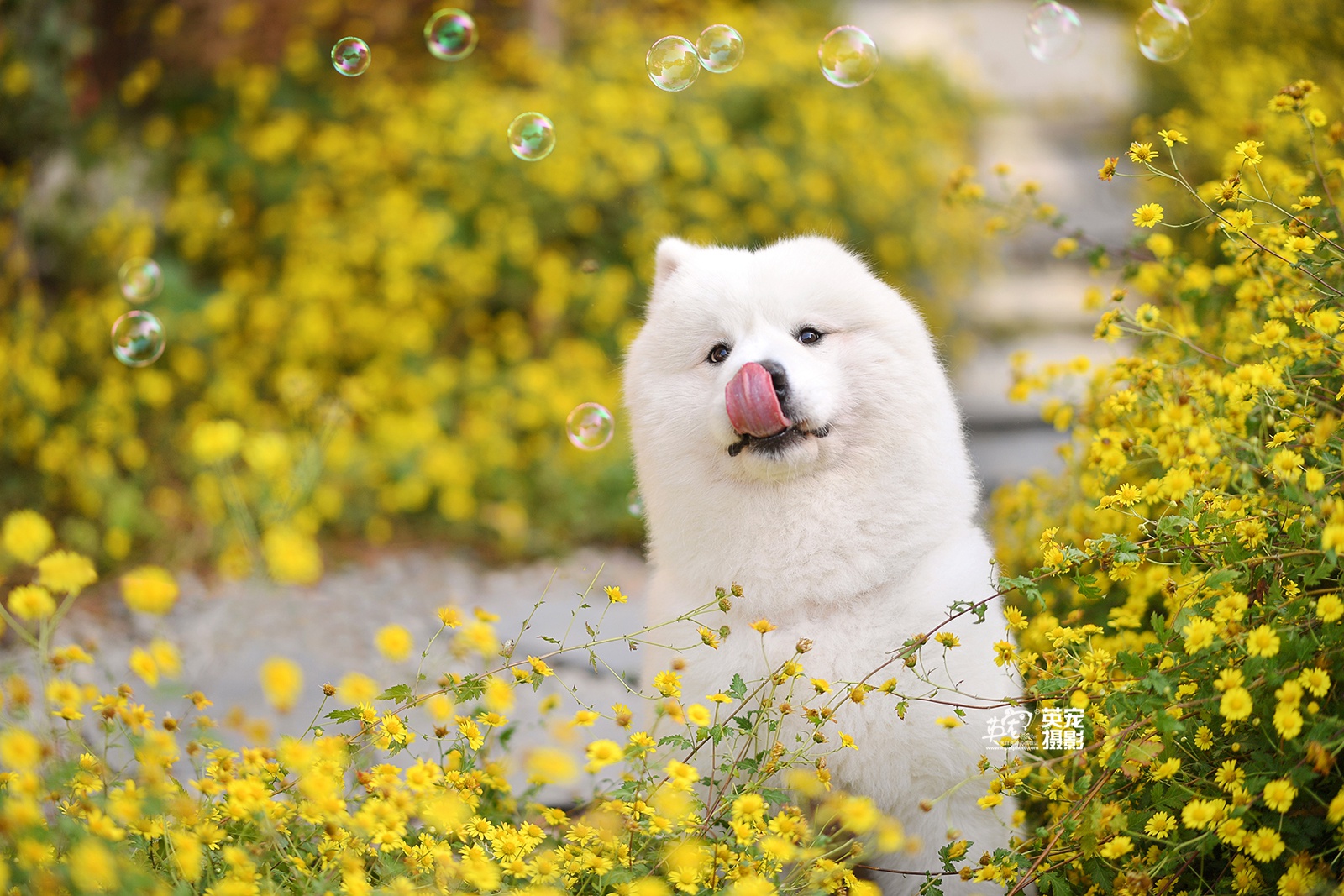 萨摩的北极熊装,好可爱._高清图集_新浪网