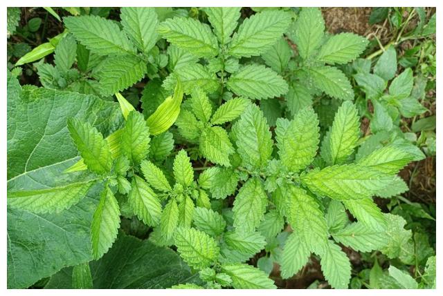 农村不起眼的仙鹤草没想到价值这么高别再把它当杂草啦