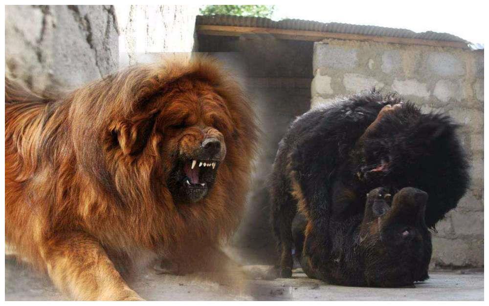 85米,这样的高度比许多成年男子还要高,因此当其他的藏獒与比尔站在一