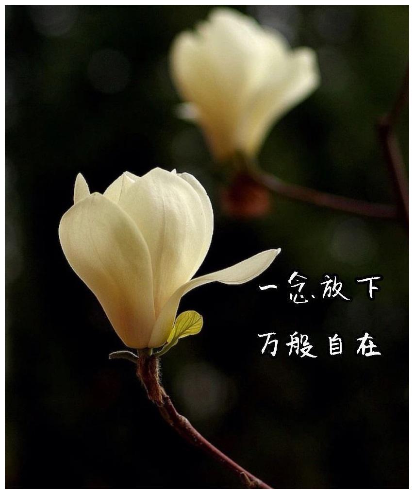 人生不过一杯茶,满也好,少也好,争个什么