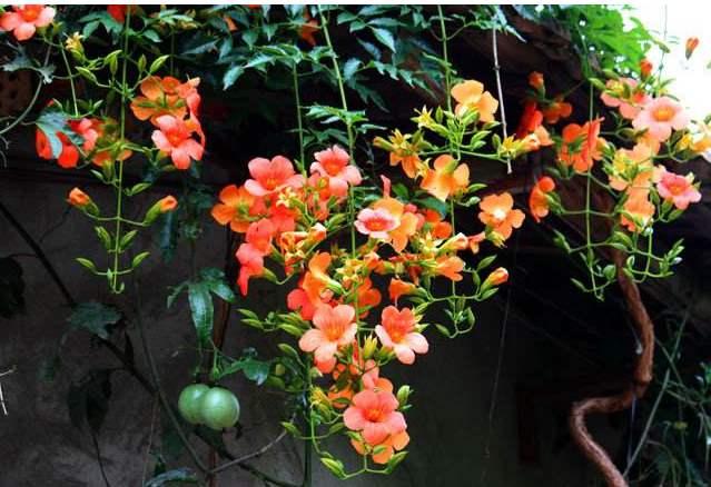霄花开花少,满足它的小爱好,轻松花量翻倍|凌霄花|花开|土壤_新浪新闻