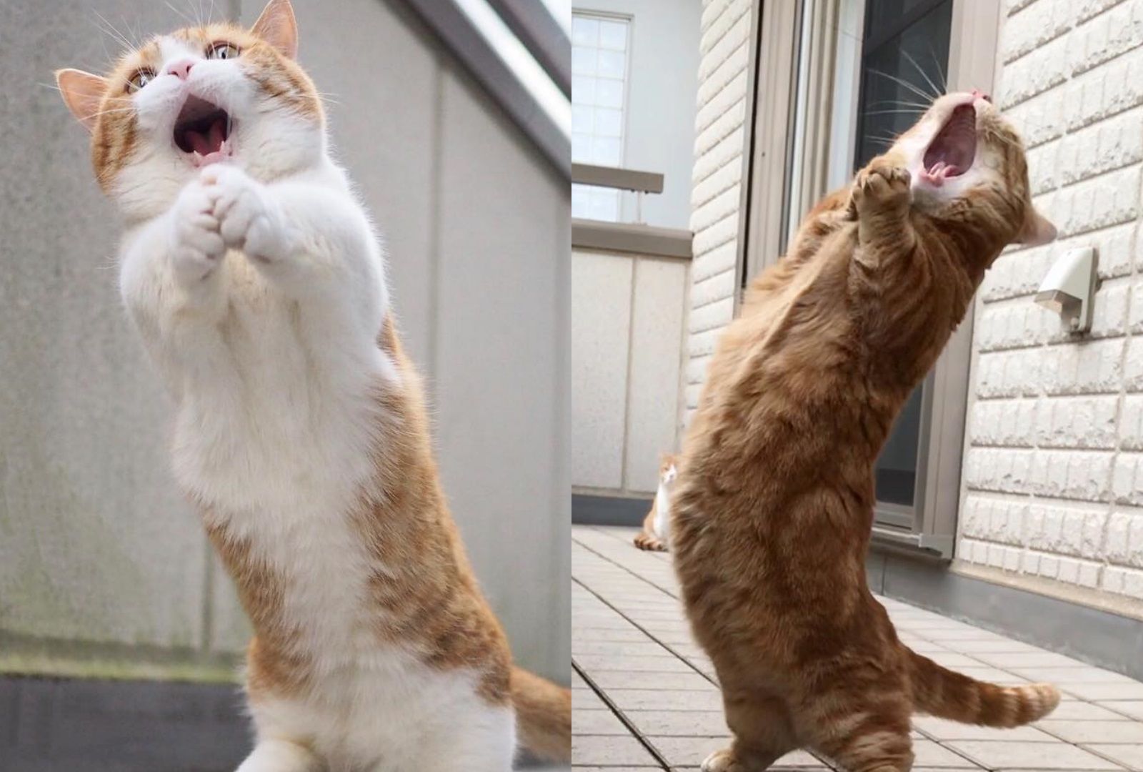 日本短腿猫,街头摇滚式嘶吼,惹人争议