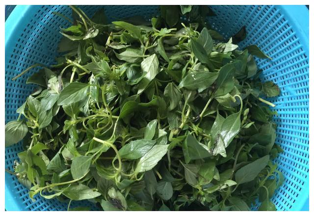 它是菜也是药对咳嗽痰多特有效路边就有很多不懂吃可惜了