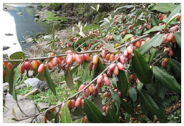 农村5月成熟的4种野果,儿时常摘来当零食吃,见到可别错过了