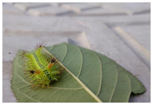 农村常见害虫洋辣子很多人都被它蛰哭过为啥现在卖到200多