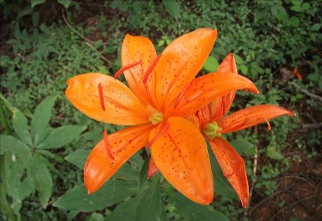 青岛百合:德国人发现的中国濒危植物,香艳脱俗还能润肺!休闲区蓝鸢梦想 - Www.slyday.coM 青岛百合:德国人发现的中国濒危植物,香艳脱俗还能润肺!休闲区蓝鸢梦想 - Www.slyday.coM