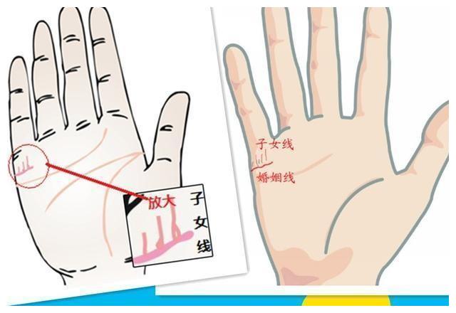 孩子线」,一定要出现好多条,强劲又直,才会有多产的可能,而且子女多多