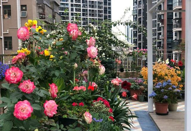 小区一户人家，院子里种的花太美了，大家见了都说真想搬进去住休闲区蓝鸢梦想 - Www.slyday.coM