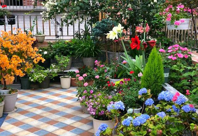 小区一户人家，院子里种的花太美了，大家见了都说真想搬进去住休闲区蓝鸢梦想 - Www.slyday.coM