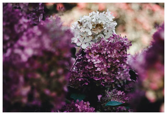 率性而为 乐观大方的星座 爱情中非常自我 风一般的女子
