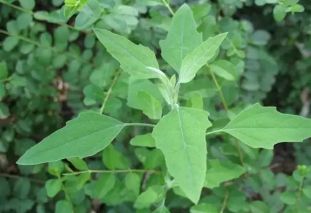 这野草，路边常见，钙含量是牛奶的3倍，却被误认为有毒，可惜了休闲区蓝鸢梦想 - Www.slyday.coM