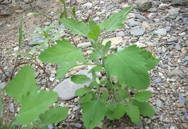 这野草，路边常见，钙含量是牛奶的3倍，却被误认为有毒，可惜了休闲区蓝鸢梦想 - Www.slyday.coM