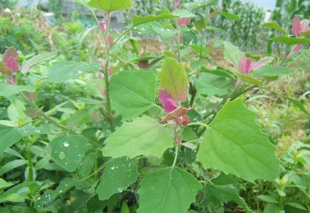 这野草，路边常见，钙含量是牛奶的3倍，却被误认为有毒，可惜了休闲区蓝鸢梦想 - Www.slyday.coM