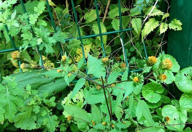 它是腰膝酸软"特效药",学名大狼杷,路边到处是,遇到请重视!__财经头条