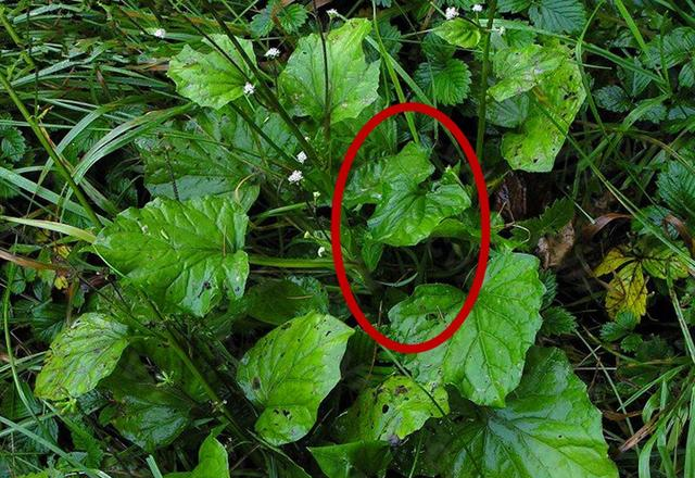 农村一野草,人称"和尚菜",能止咳化痰降肺火,若遇见,请重视__财经头条