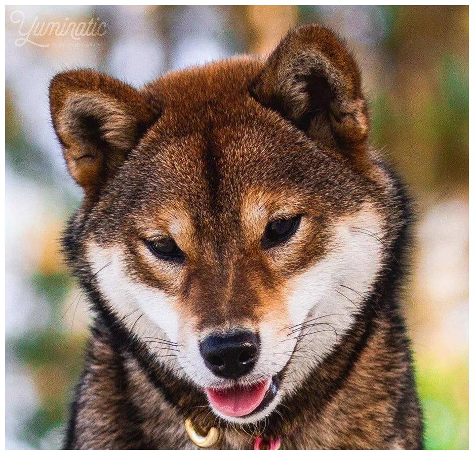 柴犬有几种颜色胡麻色的柴柴太帅啦
