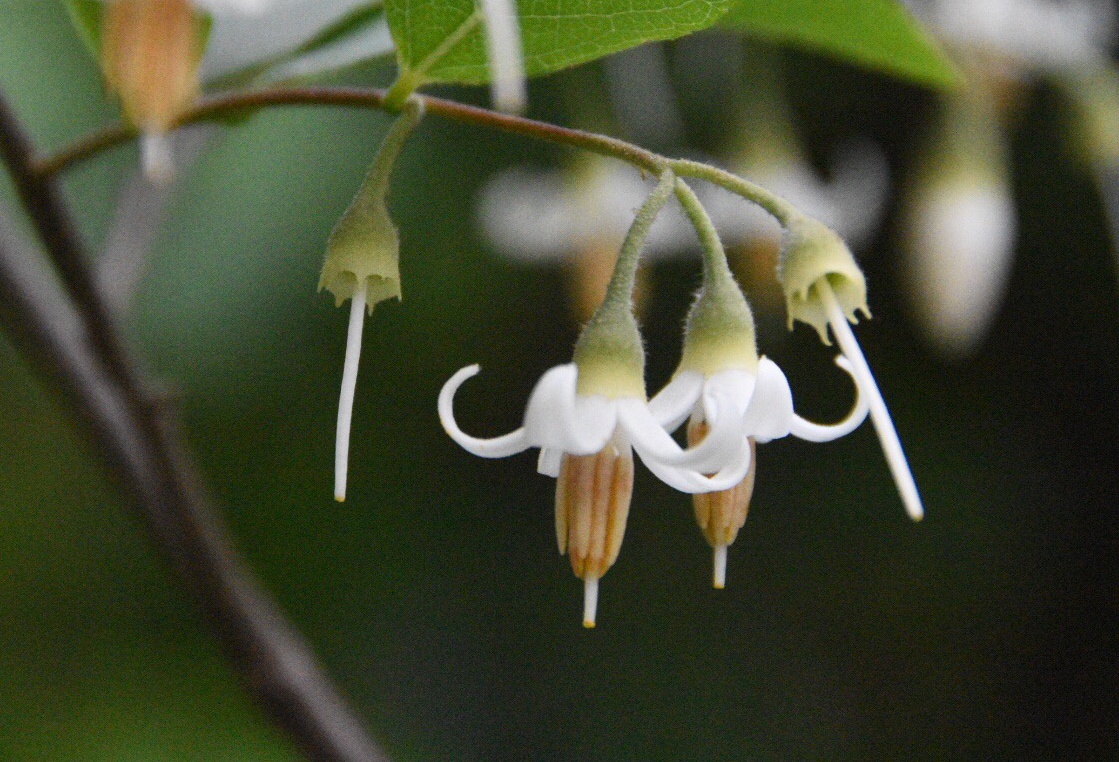 白花龙别称白野茉莉,叶可用于止血和生肌,消肿
