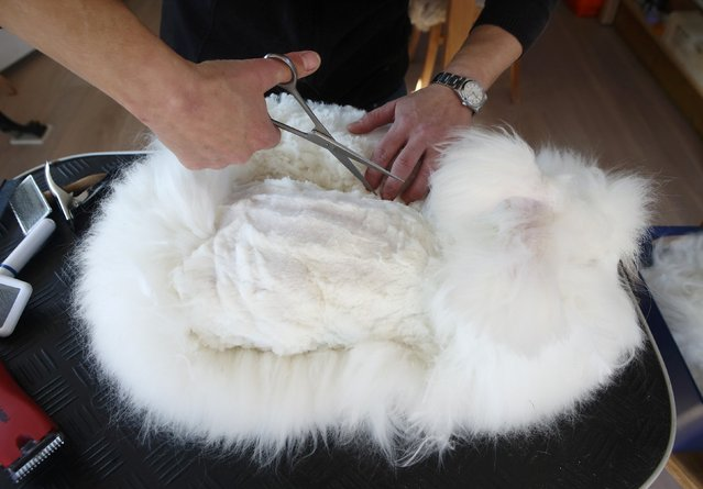 安哥拉兔浑身长毛,看起来像一颗圆球,剃毛后却出人意料!