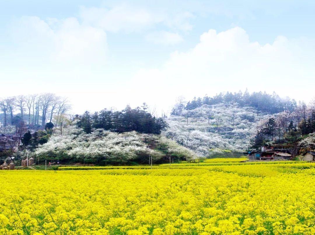 贵州又出"赏花地",坐拥"金海雪山",拍照打卡好不惬意