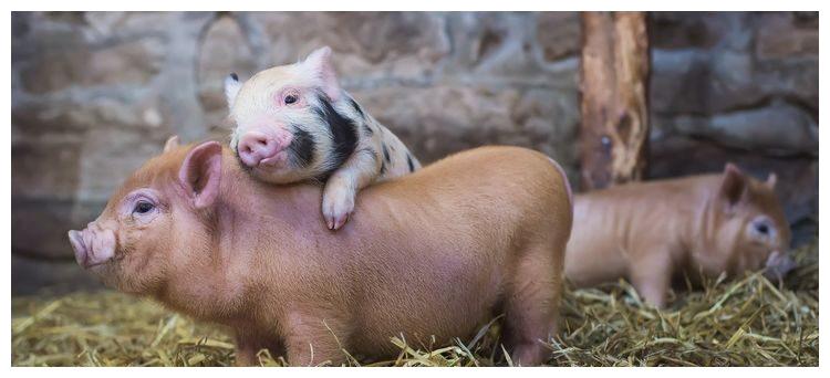 1月后属狗猪牛强势转运心想事成锦鲤翻身步步高升