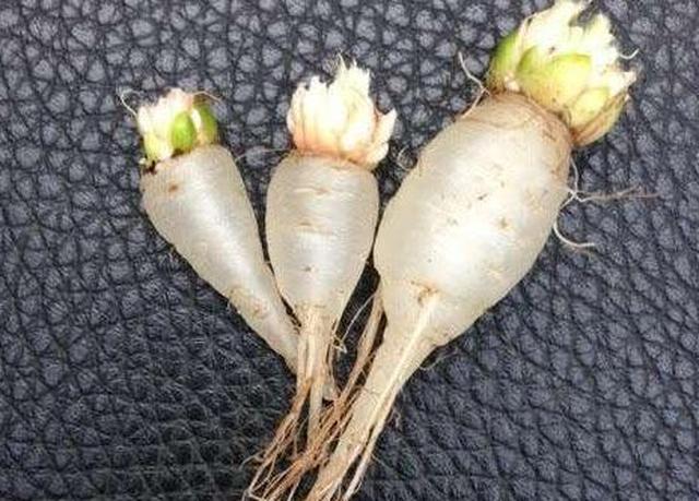 三叶草的果实,晶莹剔透的水晶人参,吃着一股清甜之味扑嘴而来