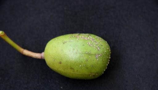 据说现在的温悖树也被用作于果树嫁接中间的这个砧木,对于它果实的