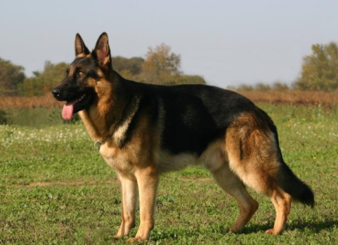 世界名犬之德国牧羊犬,小时候村里面那条大狼狗原来就是这家伙