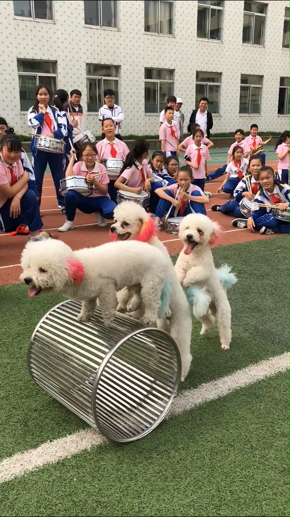 四只小泰迪开运动会,三只推铁圈一只来钻,举动赢得观众喝彩