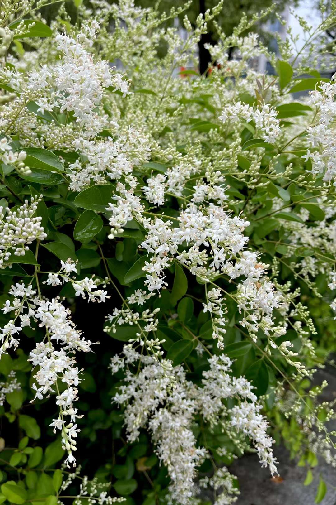 花淡香的小叶女贞