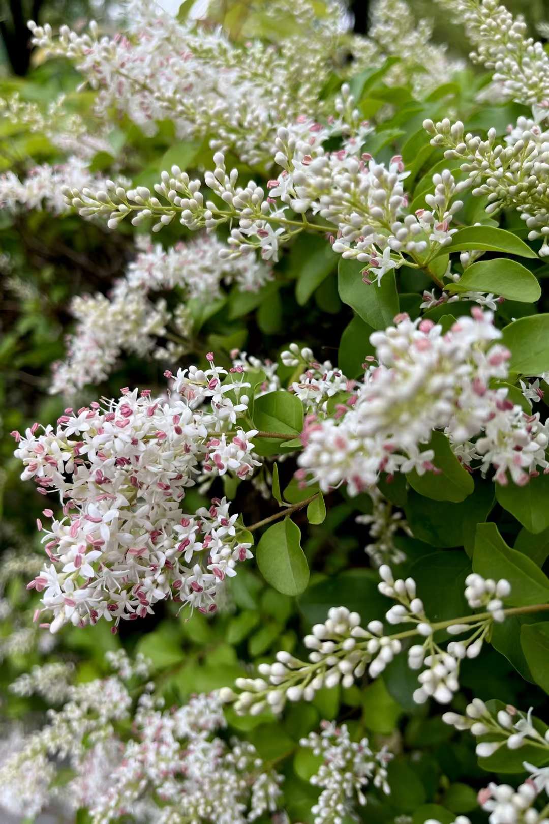 花淡香的小叶女贞__财经头条