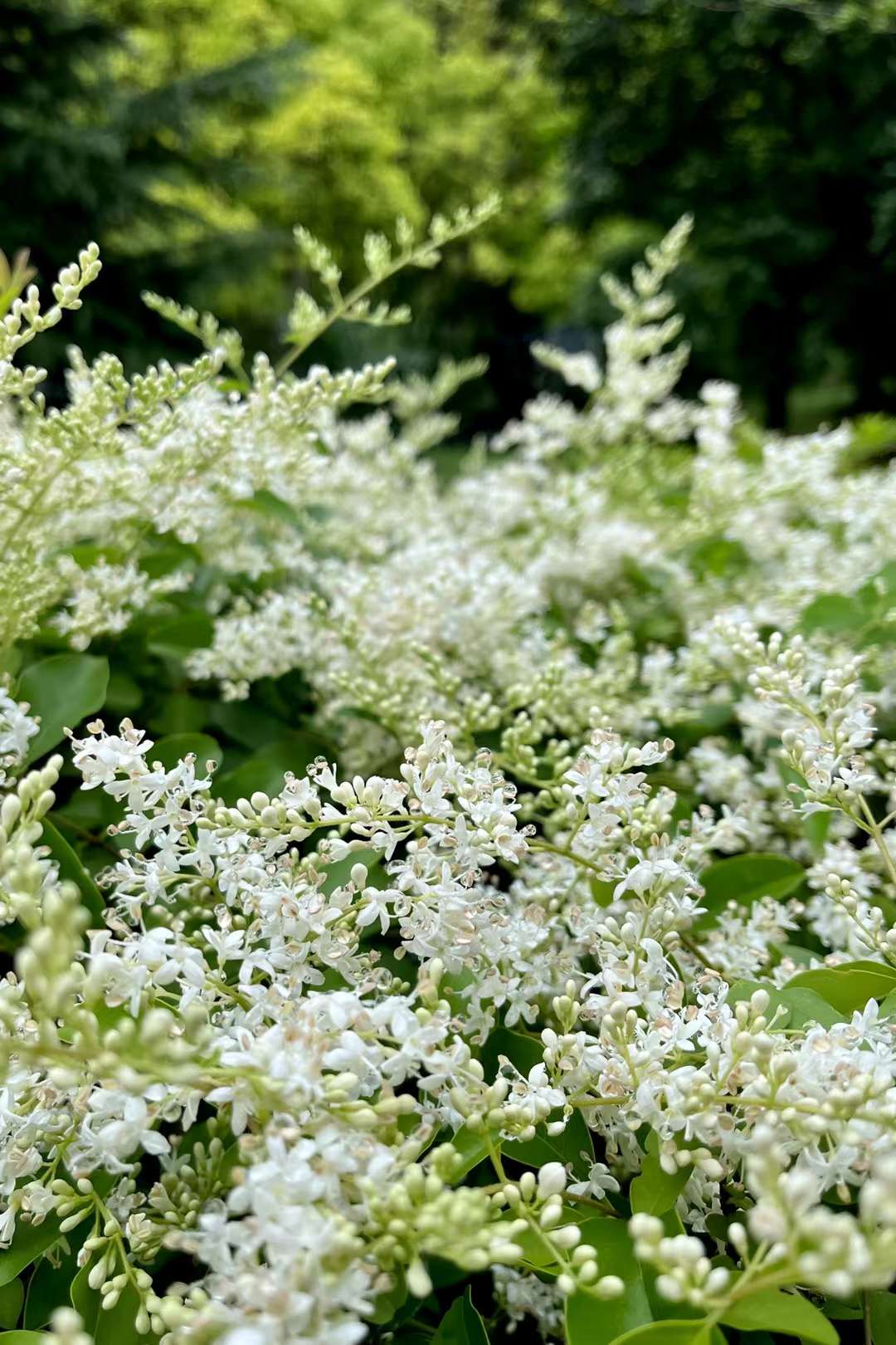 花淡香的小叶女贞